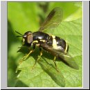 Chrysotoxum bicinctum - Zweiband-Wespenschwebfliege m01.jpg
